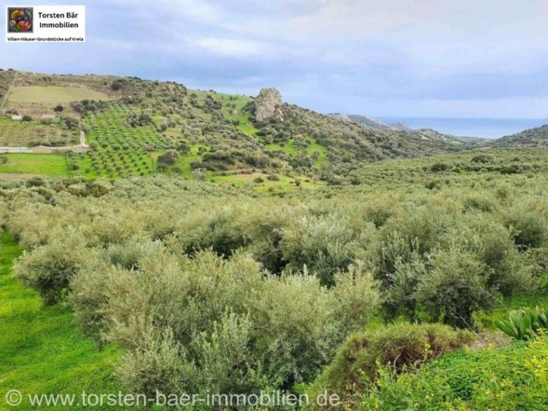 Agia Galini Kreta, Ag. Galini Olivenhain 130.000 m². Grundstück kaufen